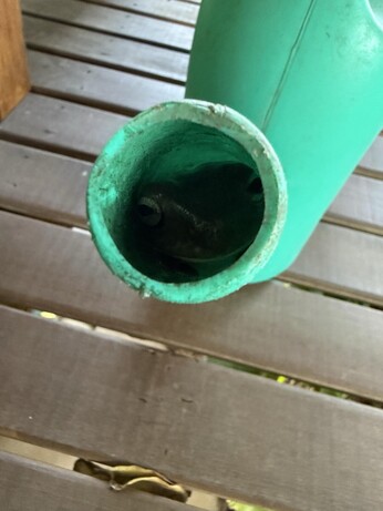 Inside the spout of a green plastic watering can, a frog face is looking out