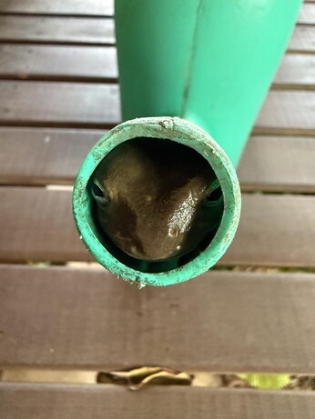 A frog has squeezed itself right to the top of a watering can spout
