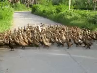A random duck picture