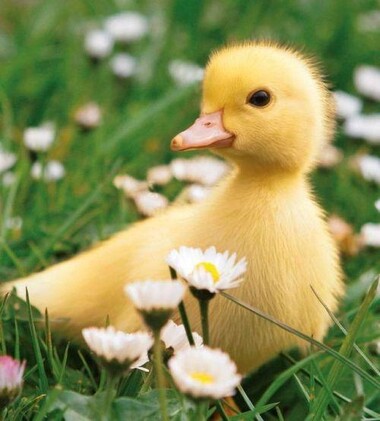 A random duck picture