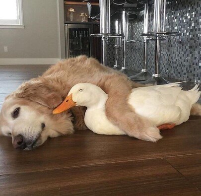 A random duck picture