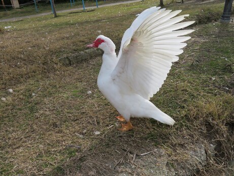 A random duck picture