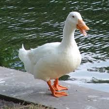 A random duck picture