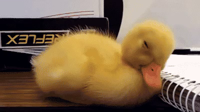 A random duck picture