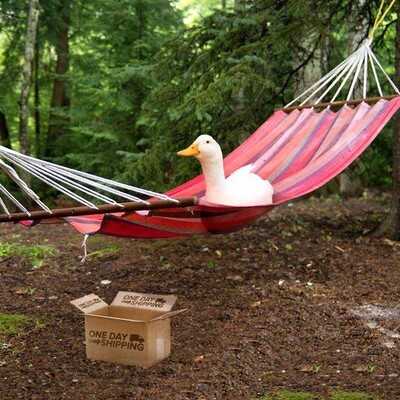 A random duck picture