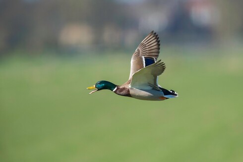 A random duck picture
