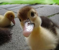 A random duck picture