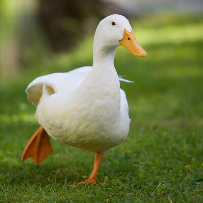 A random duck picture