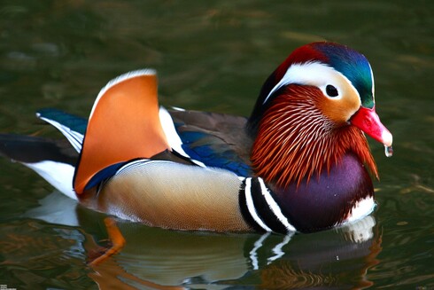 A random duck picture