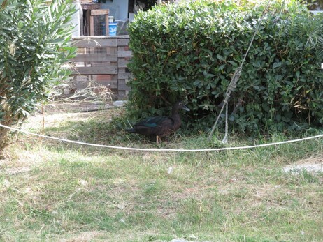 A random duck picture