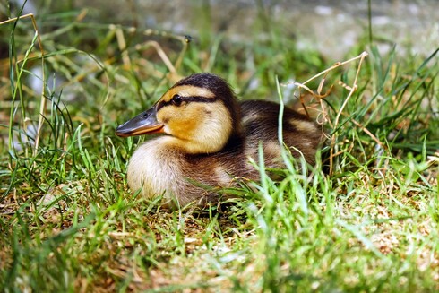 A random duck picture
