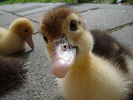 A random duck picture