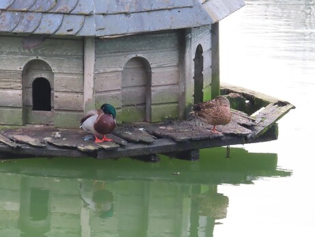 A random duck picture
