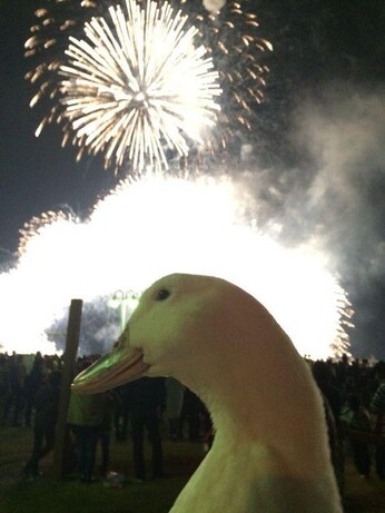 A random duck picture