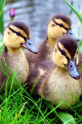 A random duck picture
