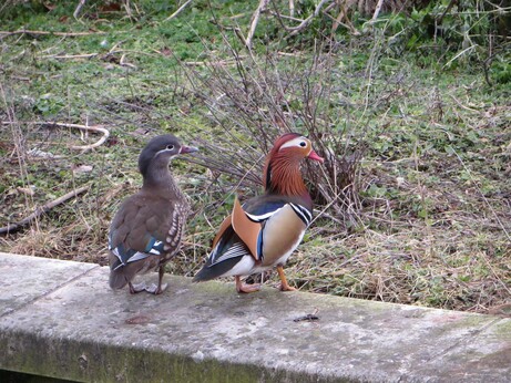 A random duck picture