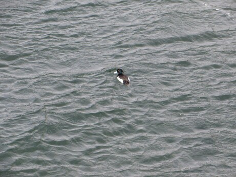 A random duck picture